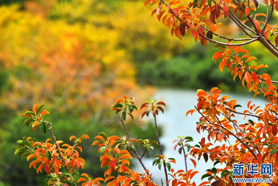 直播大湾区丨夏浅胜春！湿地宛如自然“调色盘” 